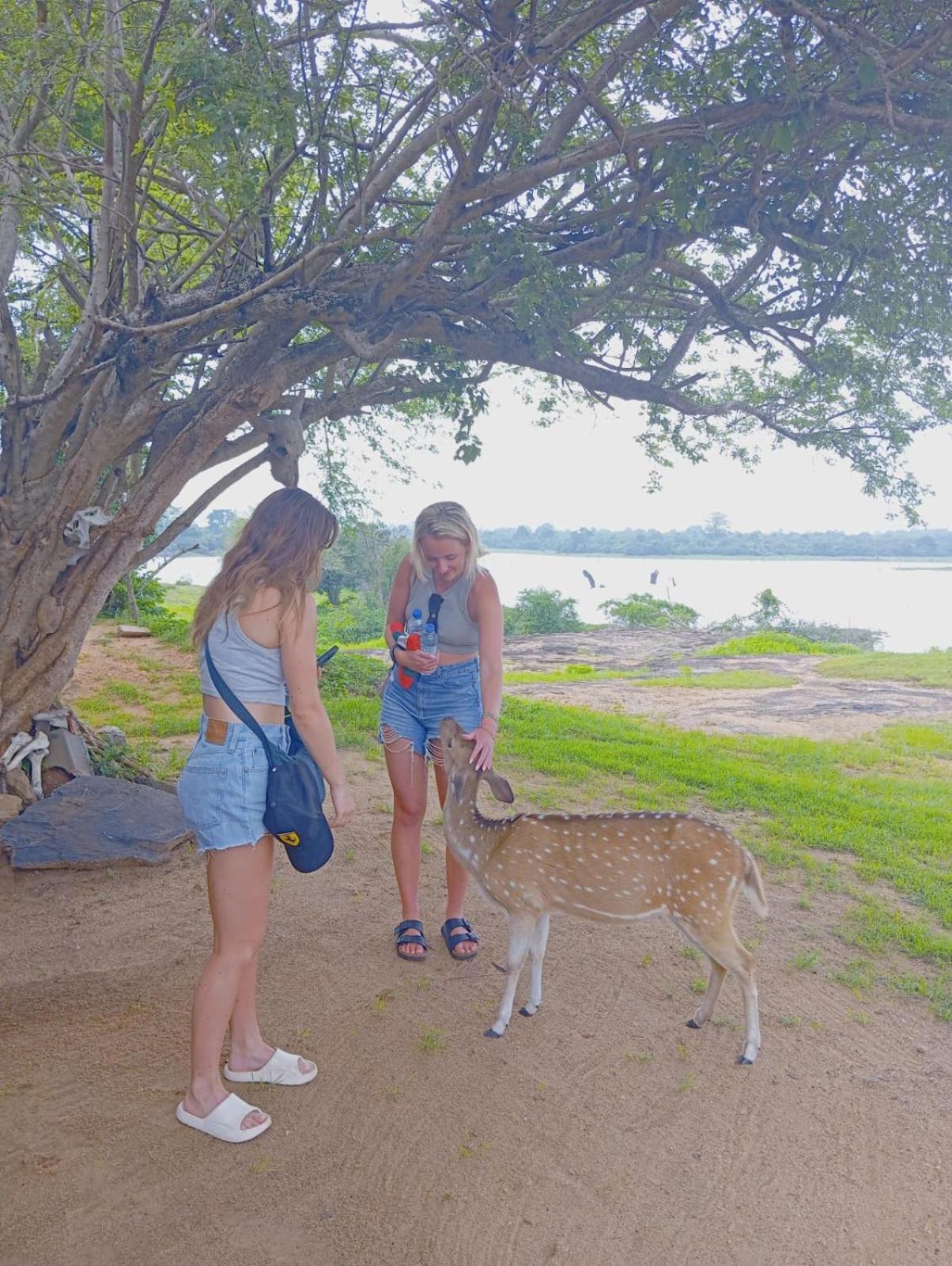 White Rose Safari Home Stay Udawalawe Εξωτερικό φωτογραφία