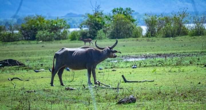 White Rose Safari Home Stay Udawalawe Εξωτερικό φωτογραφία
